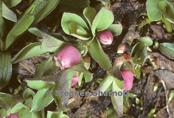 vaccinium cespitosum 2 graphic